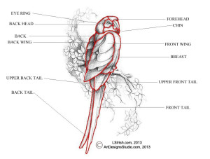 reducing a macaw pattern to its simplest shapes